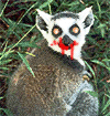 lemur